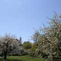 Impressionen - blühende Apfelbäume